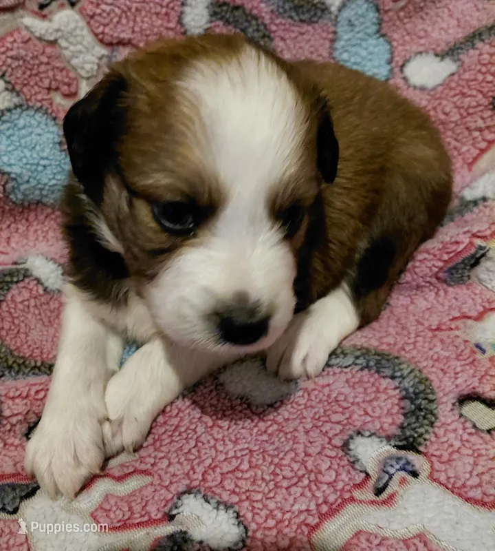 daisy – Aussiedoodle puppy for sale in Spring Hill, FL