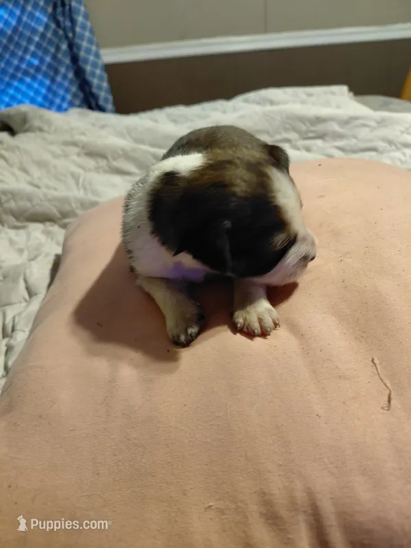 daisy – Aussiedoodle puppy for sale in Spring Hill, FL