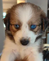 daisy, a female Aussiedoodle for sale in Spring Hill, FL – 1 of 3