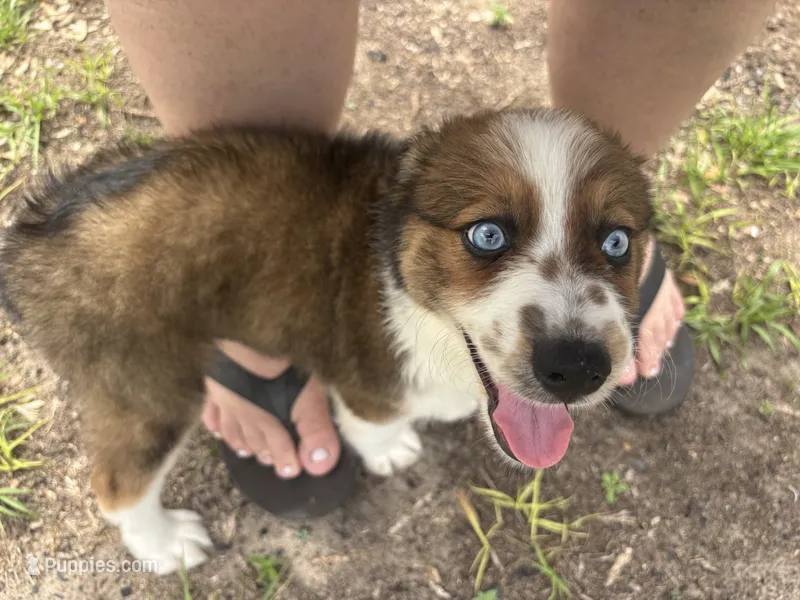 sandy – Aussiedoodle puppy for sale in Spring Hill, FL
