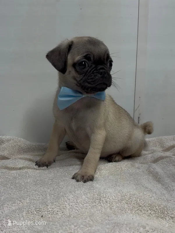 frank – Pug puppy for sale in Spring Hill, FL