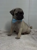 frank, a male Pug for sale in Spring Hill, FL – 1 of 2