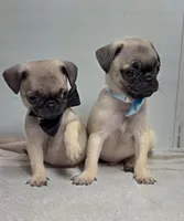 frank, a male Pug for sale in Spring Hill, FL – 2 of 2