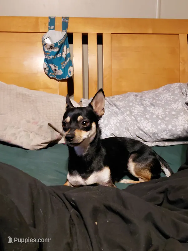 honey bee – Chihuahua, Miniature Pinscher puppy for sale in Spring Hill, FL