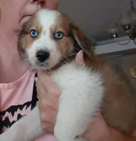 daisy, a female Australian Shepherd and Poodle - Standard  for sale in Spring Hill, FL – 1 of 1