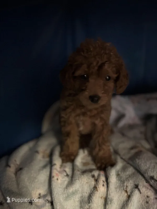 t-roy – Poodle - Miniature  puppy for sale in Spring Hill, FL