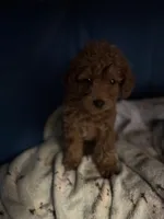t-roy, a male Poodle - Miniature  for sale in Spring Hill, FL – 3 of 3