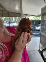 t-roy, a male Poodle - Miniature  for sale in Spring Hill, FL – 2 of 3