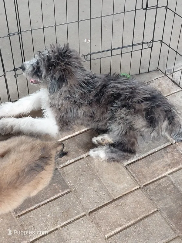 buster – Australian Shepherd, Poodle - Standard  puppy for sale in Spring Hill, FL