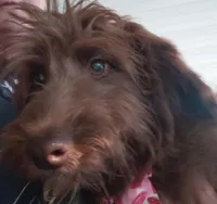 jack, a male Aussiedoodle for sale in Spring Hill, FL – Photo 1 of 2