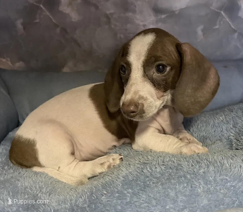frank – Miniature Dachshund puppy for sale in Spring Hill, FL