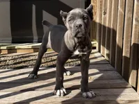 lulu, a female Cane Corso for sale in Spring Hill, FL – Photo 1 of 2