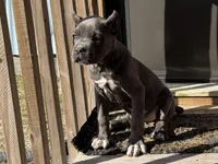 lulu, a female Cane Corso for sale in Spring Hill, FL – Photo 2 of 2