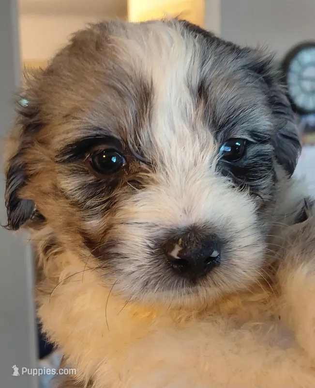 katie – Aussiedoodle puppy for sale in Spring Hill, FL
