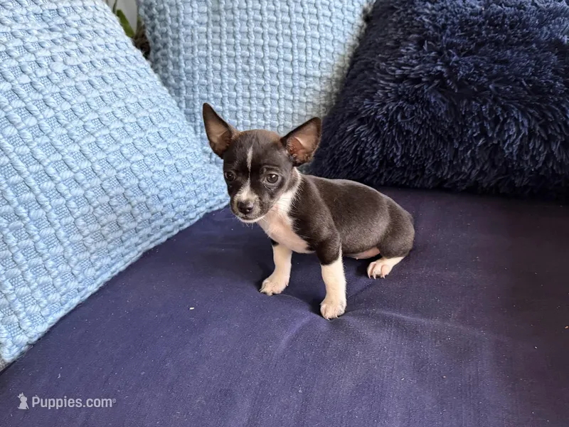Kyla – Chihuahua puppy for sale in Spring Hill, FL