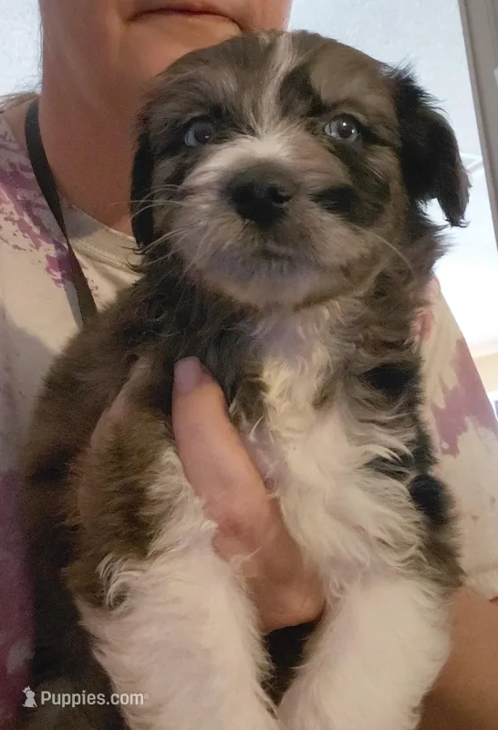buster – Aussiedoodle puppy for sale in Spring Hill, FL