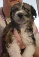 buster, a male Aussiedoodle for sale in Spring Hill, FL – 1 of 3