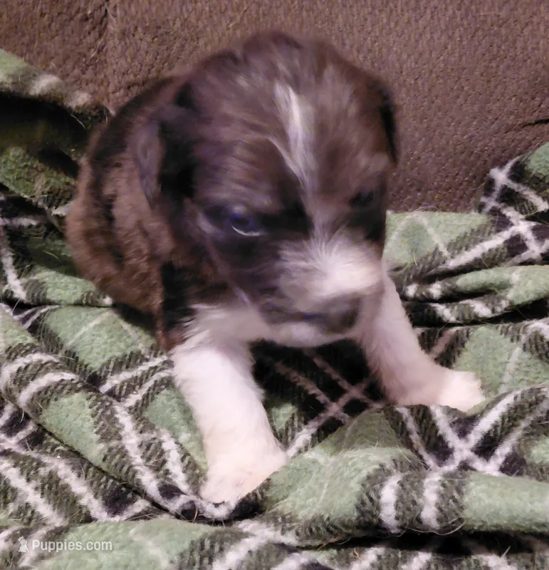 buster – Aussiedoodle puppy for sale in Spring Hill, FL