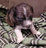 buster, a male Aussiedoodle for sale in Spring Hill, FL – 2 of 3