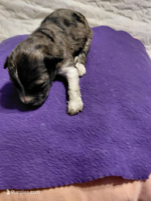 buster – Aussiedoodle puppy for sale in Spring Hill, FL