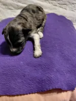 buster, a male Aussiedoodle for sale in Spring Hill, FL – 3 of 3