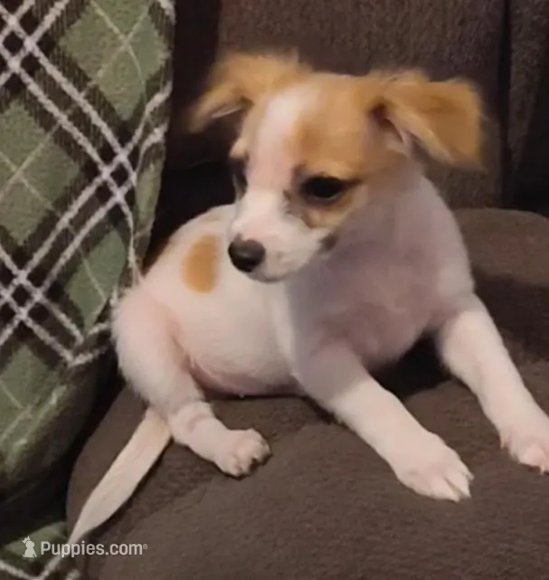 joker – Chihuahua puppy for sale in Spring Hill, FL