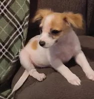 joker, a male Chihuahua for sale in Spring Hill, FL – Photo 1 of 2