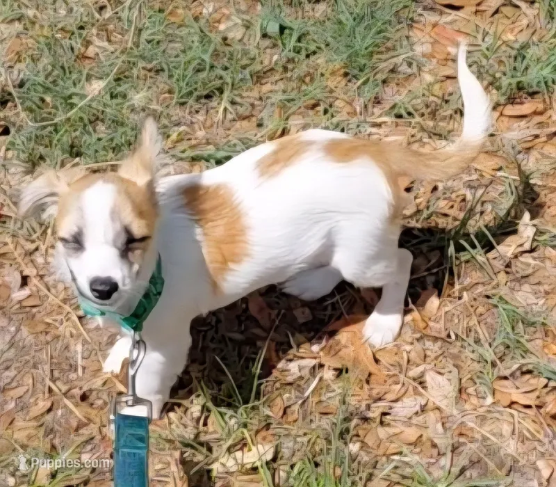 joker – Chihuahua puppy for sale in Spring Hill, FL