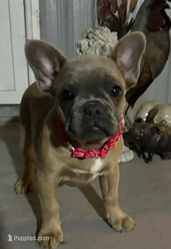 karma – French Bulldog puppy for sale in Spring Hill, FL