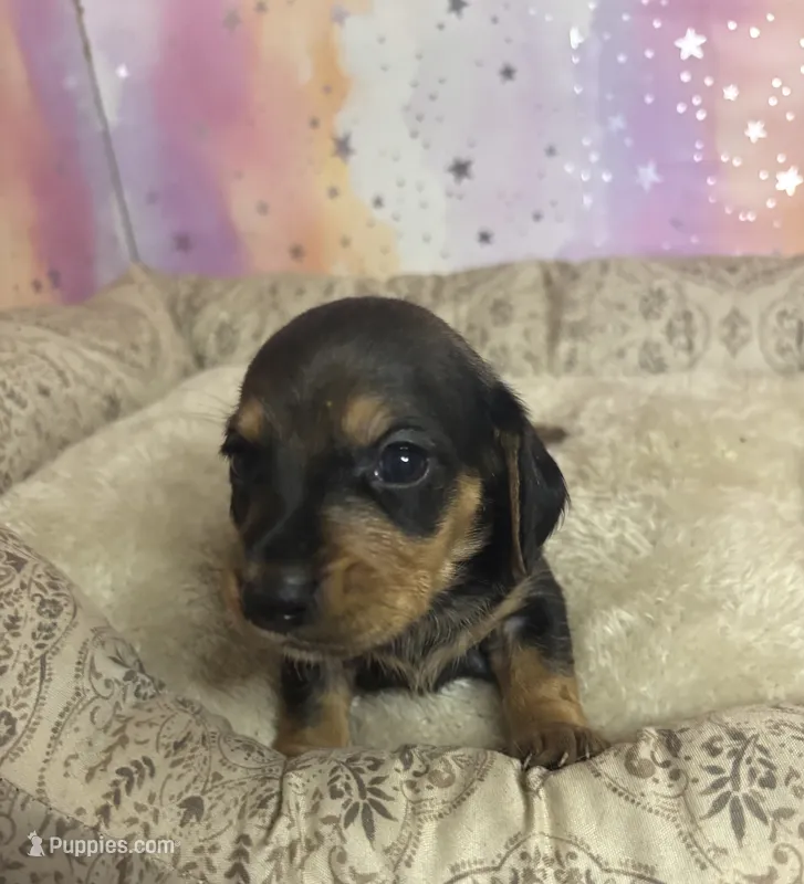 lucy – Miniature Dachshund puppy for sale in Spring Hill, FL