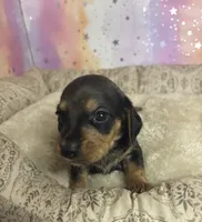 lucy, a female Miniature Dachshund for sale in Spring Hill, FL – 1 of 2
