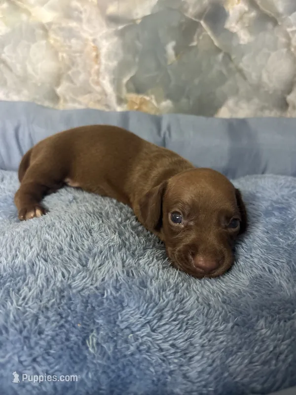 bob – Miniature Dachshund puppy for sale in Spring Hill, FL
