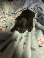 duke, a male Frenchton for sale in Spring Hill, FL – 1 of 1