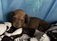 carla, a female Miniature Dachshund for sale in Spring Hill, FL – Photo 2 of 3