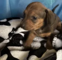 carla, a female Miniature Dachshund for sale in Spring Hill, FL – Photo 1 of 3