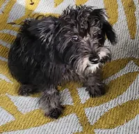 luckie, a male Schnoodle for sale in Spring Hill, FL – 3 of 3