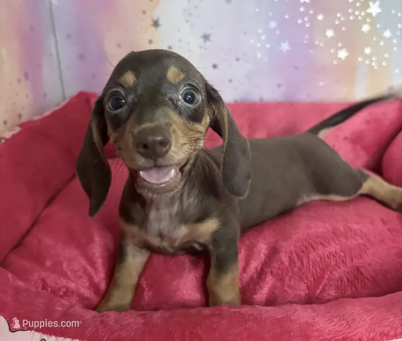 serena – Miniature Dachshund puppy for sale in Spring Hill, FL