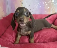 serena, a female Miniature Dachshund for sale in Spring Hill, FL – 1 of 2