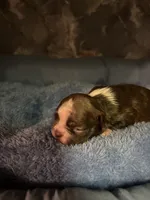 larry, a male Frenchton for sale in Spring Hill, FL – 2 of 2