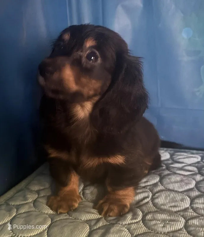brando – Miniature Dachshund puppy for sale in Spring Hill, FL