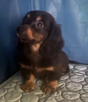 brando, a male Miniature Dachshund for sale in Spring Hill, FL – 1 of 1