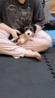 YELLOW collar Mini Doodle, a female Poodle - Miniature  and Miniature Aussiedoodle for sale in Poplar Grove, IL – 5 of 10
