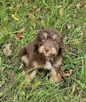 GREEN COLLAR MiniDoodle, a male Poodle - Miniature  and Miniature Aussiedoodle for sale in Poplar Grove, IL – 5 of 8
