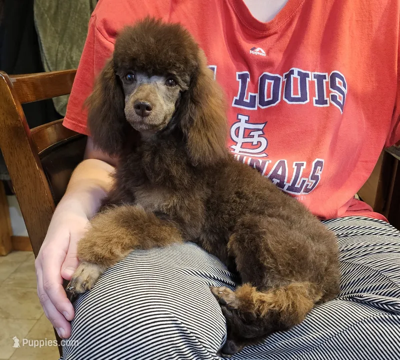 Coco lager mini/Moyen – Poodle - Miniature  puppy for sale in Poplar Grove, IL
