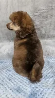Pink collar gal, a female Poodle - Miniature  for sale in Poplar Grove, IL – 6 of 8