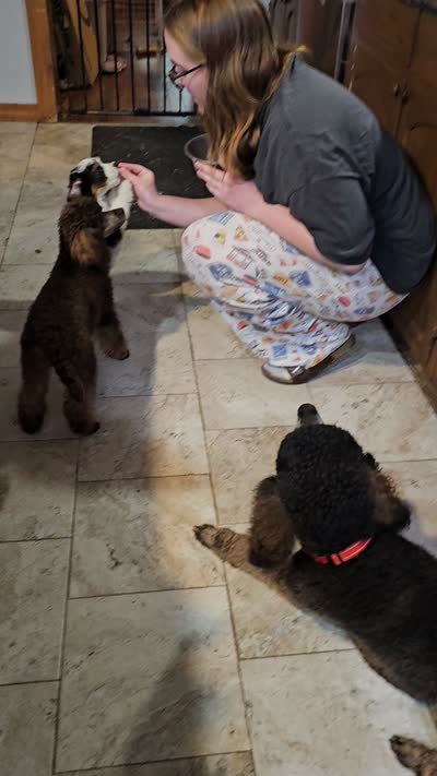 Coco lager mini/Moyen, a female Poodle - Miniature  for sale in Poplar Grove, IL – 10 of 10