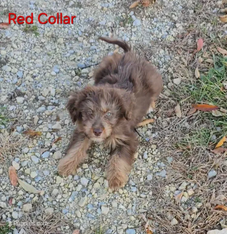 RED COLLAR Mini doodle, a female Poodle - Miniature  and Miniature Aussiedoodle for sale in Poplar Grove, IL – 1 of 10
