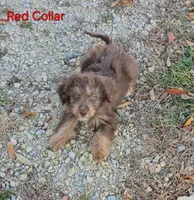 RED COLLAR Mini doodle, a female Poodle - Miniature  and Miniature Aussiedoodle for sale in Poplar Grove, IL – 1 of 10
