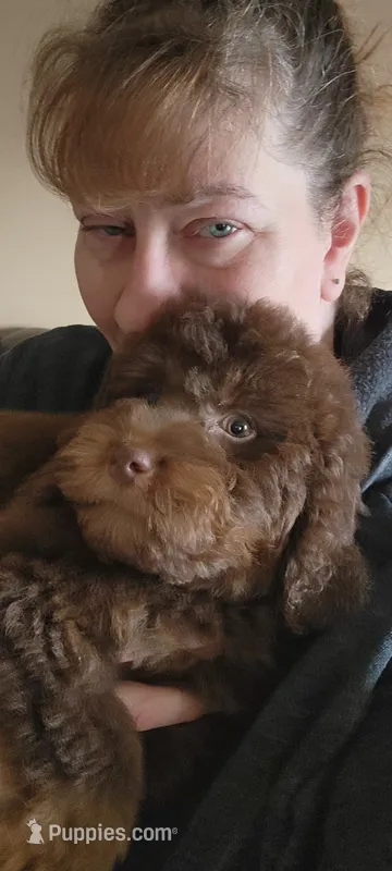Toy mini bernedoodle male #2