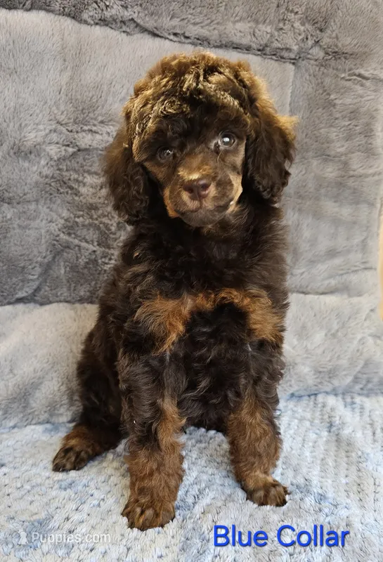 Blue color male Moyen – Poodle - Miniature  puppy for sale in Poplar Grove, IL